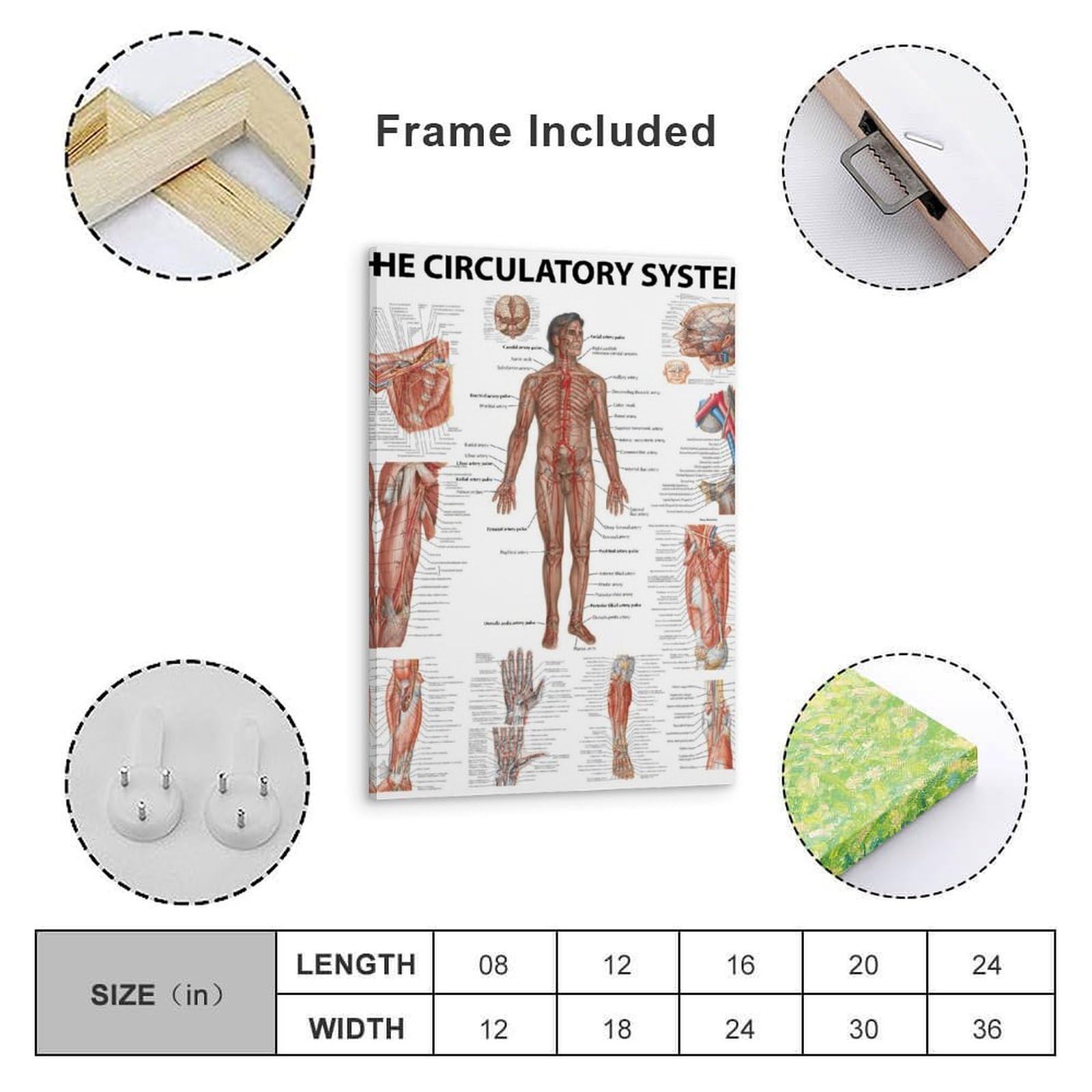 The Human Circulatory System nowoczesne wydruki na płótnie, obrazy dekoracyjne do pokoju chłopca lub dziewczynki, obrazy ścienne do salonu i obrazów z motywami świątecznymi, 30 x 40 cm