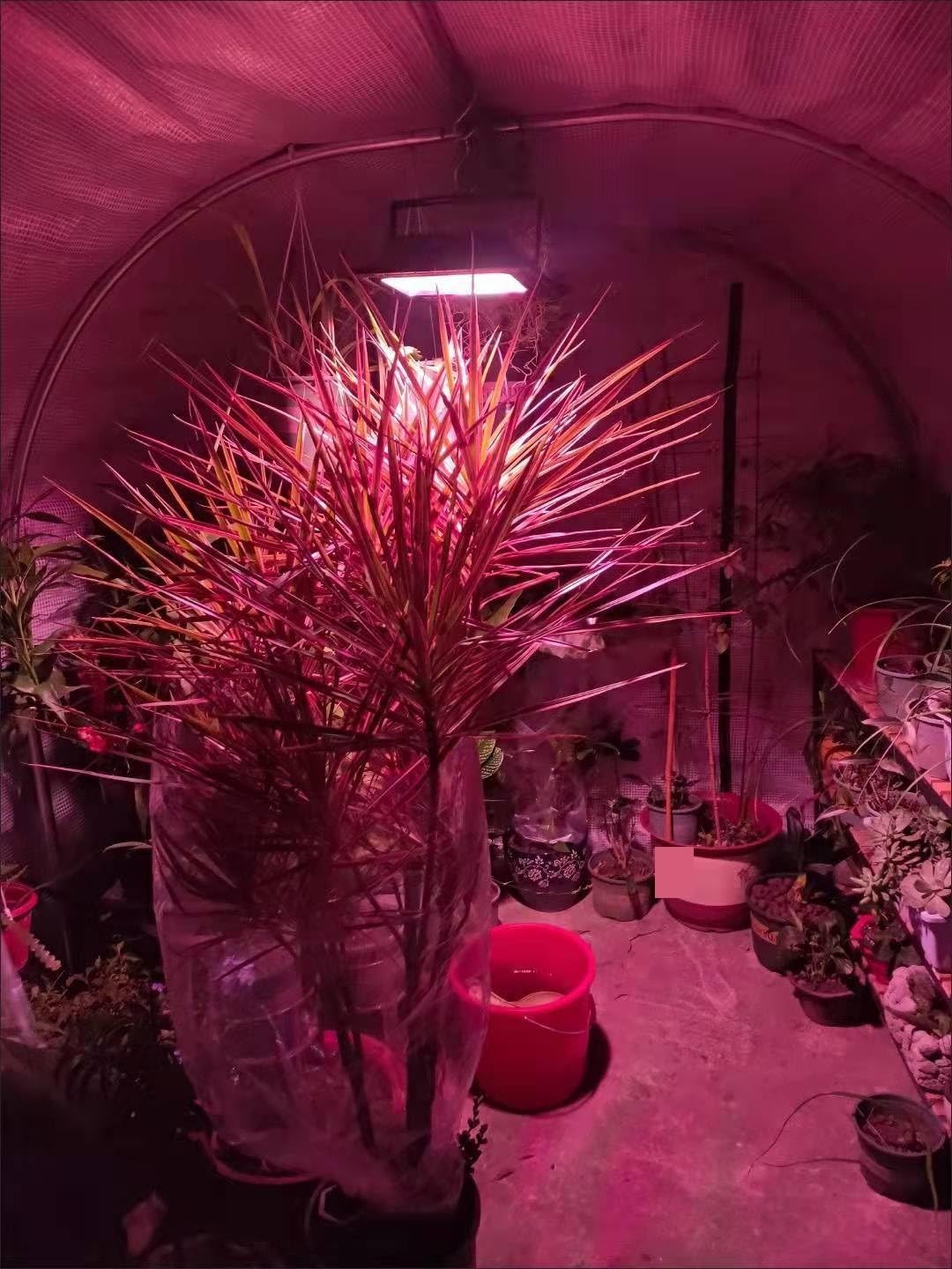 Luci per piante da interno Lampada solare a LED for coltivazione a spettro completo, luce crescente for piante, con fitolamp impermeabile remoto