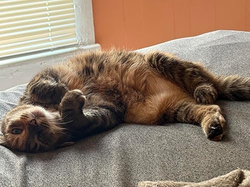 Laadi Deshedding Tool — side view showing full product dimensions