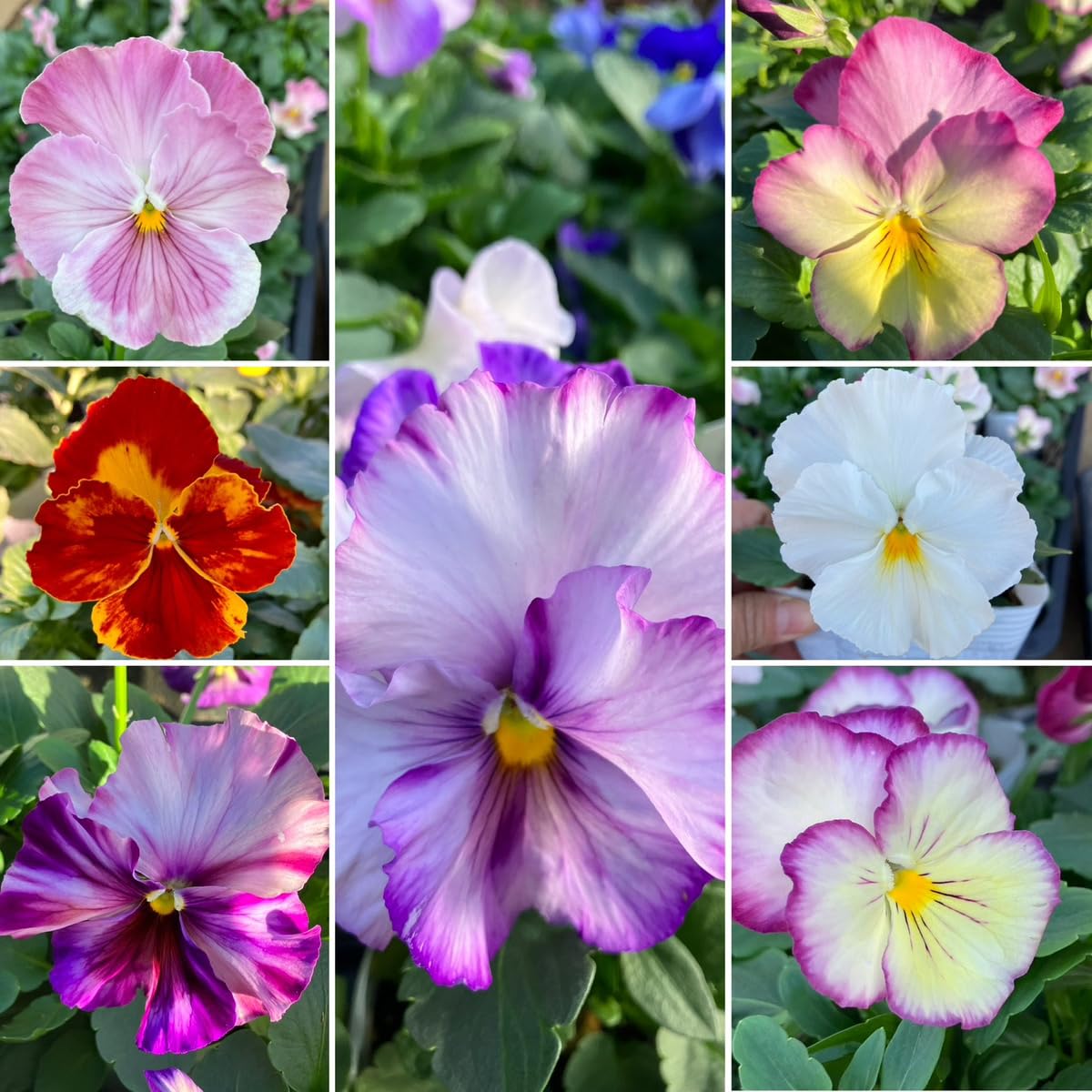 Amazon｜ハッピーガーデン 花苗セット パンジー 1ダース おまかせ 12