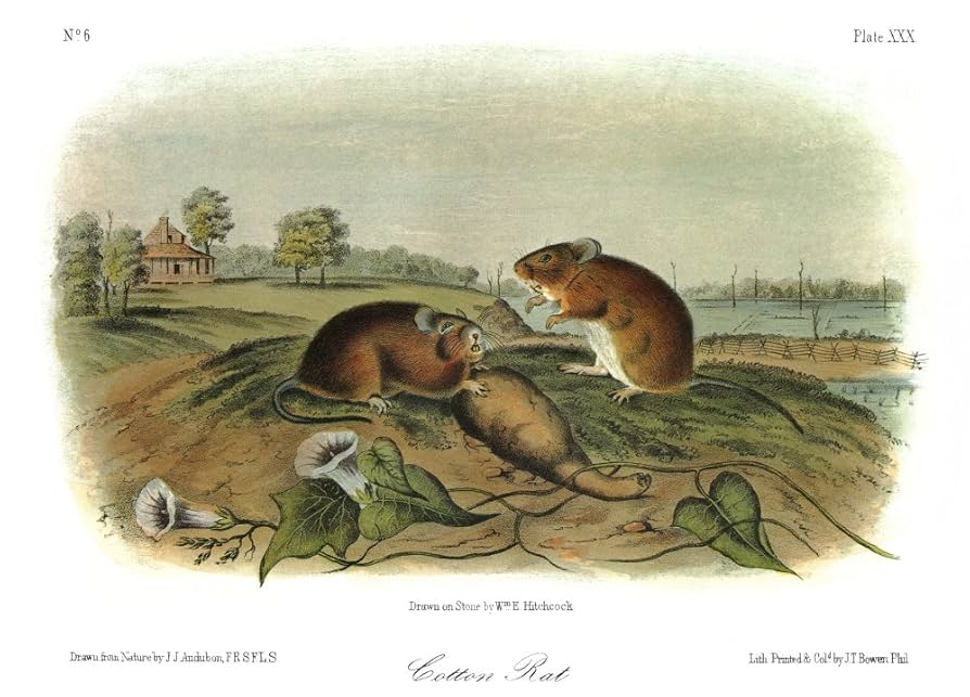 Amazon.co.jp: オーデュボンネズミニピドコットンラット