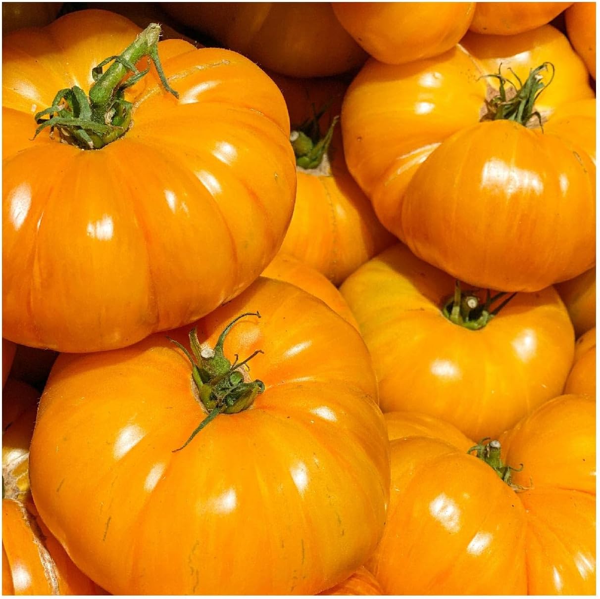 Everwilde Farms - 1 Oz Organic Yellow Brandywine Heirloom Tomato Seeds - Gold Vault Packet