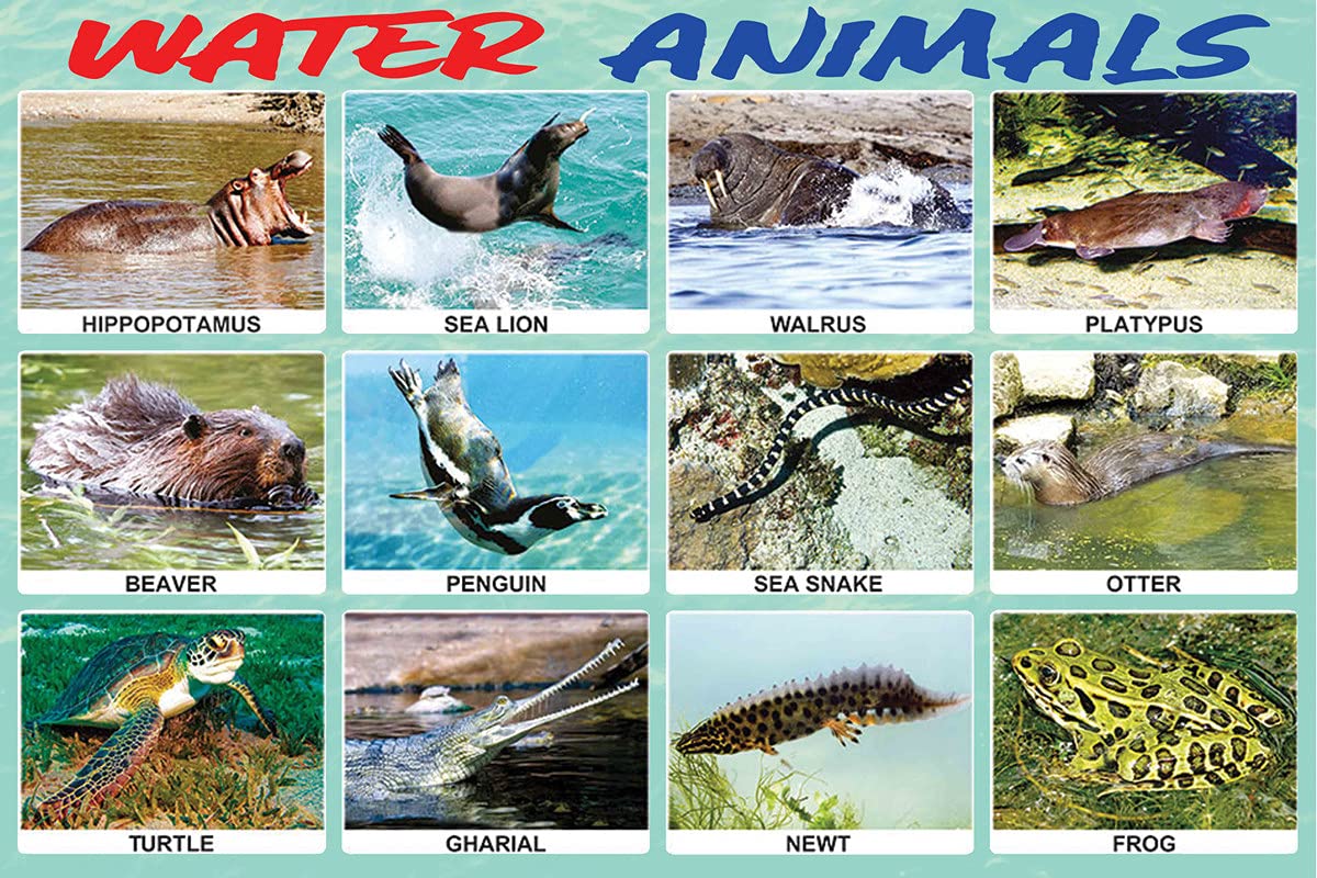 Buy Water Animals Chart Educational For Wall For Play School, Kids Room, CupboardsWall Art