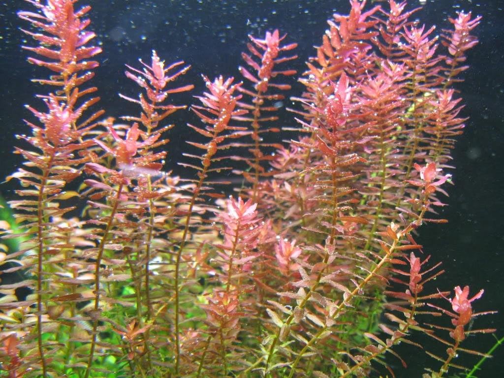 5 Stems rotala rotundifolia