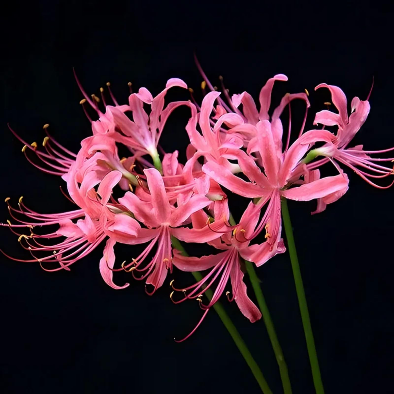 Lycoris Bulbs-Mixed Lycoris Bulbs UK/Wedding Flowers, Cut Flowers,Flourishes in The Garden,Perennial-2 Bulbs-C