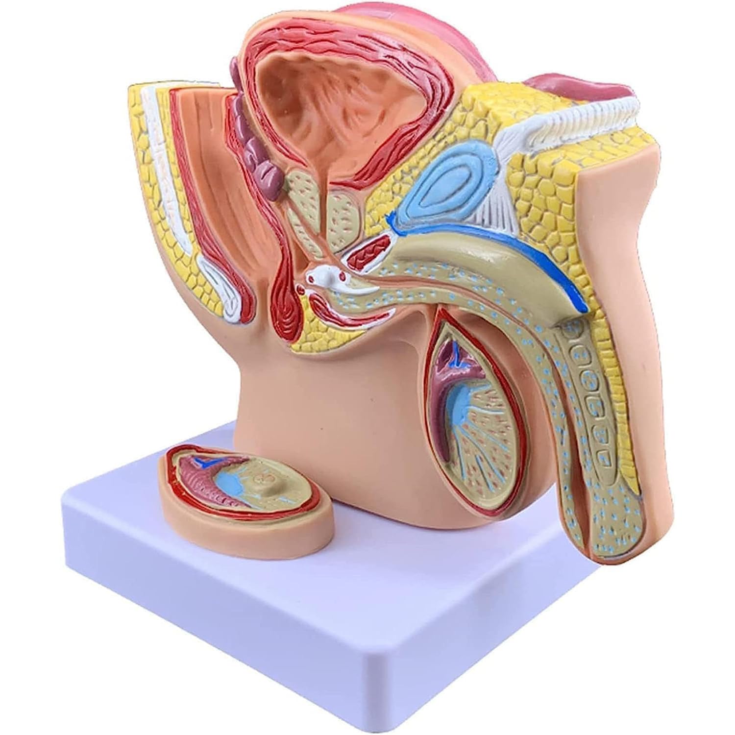 Mavdecll Male Pelvis with Prostate Model, 1/2 Size Male Reproductive System Anatomy Model, Genitourinary System Median Sagittal Section, for Medical Study & Teaching