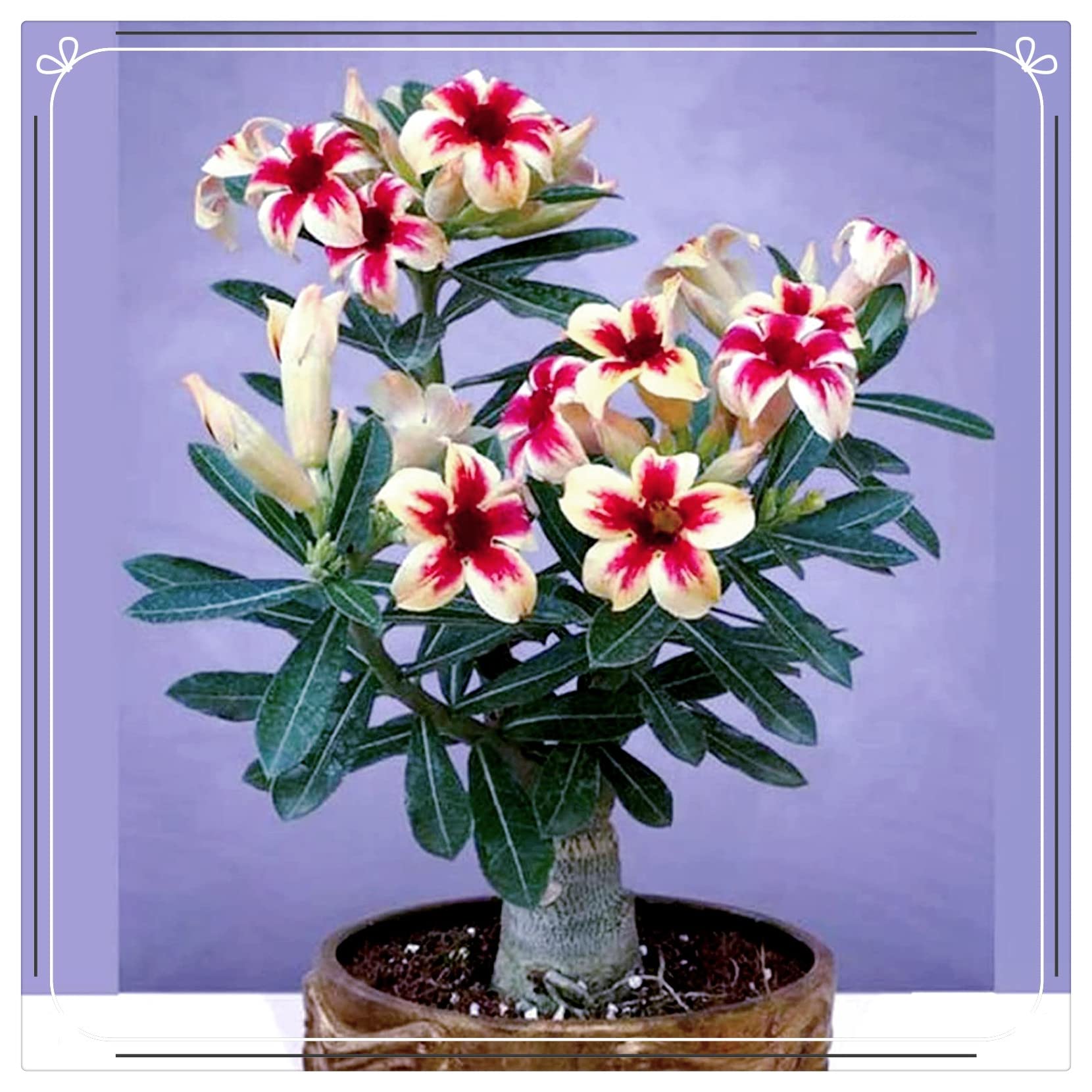 Wstenrose zimmerpflanze,Adenium arabicum pflanzen,wstenrose samen mix,wstenrose  pflanze im topf,einfach zu zchten, schne Blumen-4zwiebeln,H : Amazon.de:  Garten