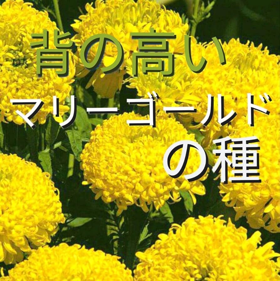 たね　マリーゴールド　アフリカントール　背丈が高い サカタのタネ 景観用大袋 マリーゴールド アフリカントール