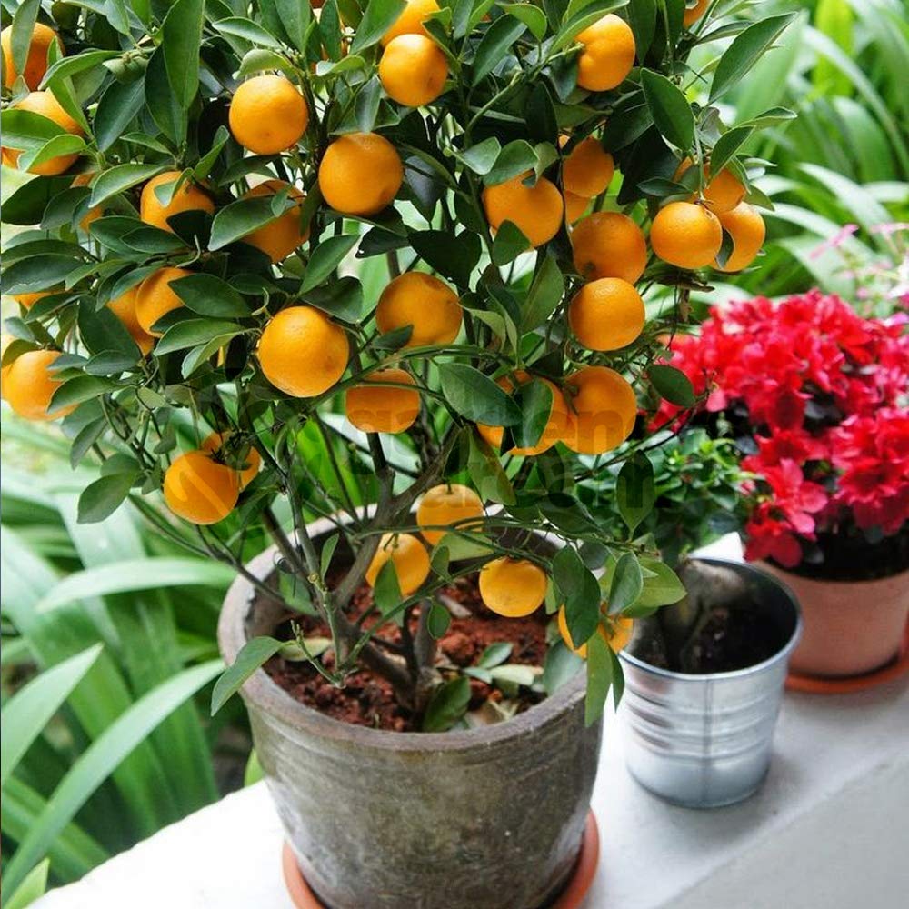 Calamondin Orangenbaum - 1 Zimmerpflanze  Zierpflanze frs Haus oder Bro  Grn : Amazon.de: Garten