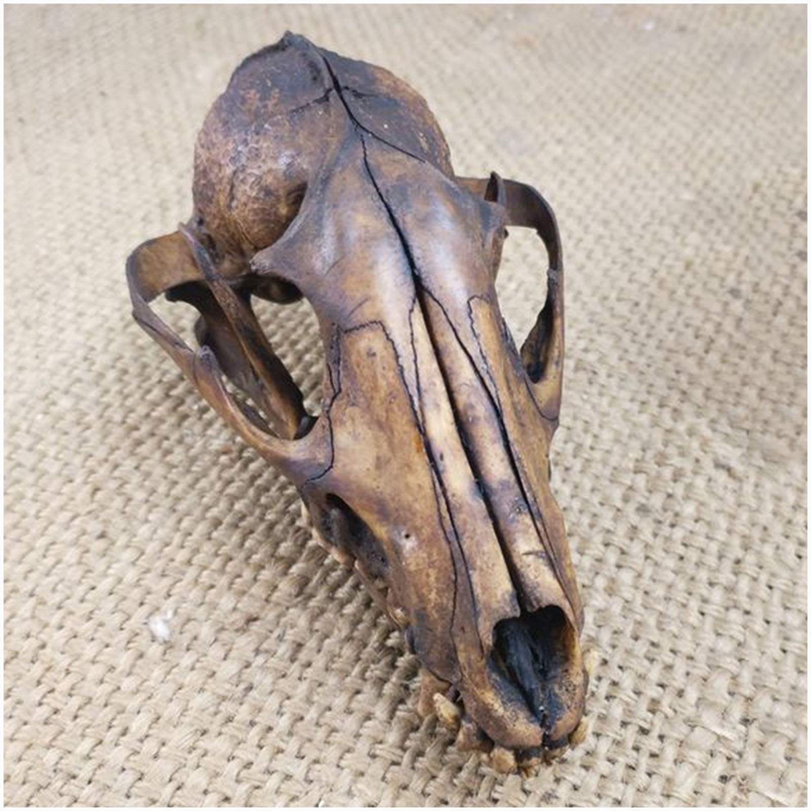 コヨーテの頭蓋骨 標本 Coyote コヨーテ 頭蓋骨 正面図 自然な白い肉食