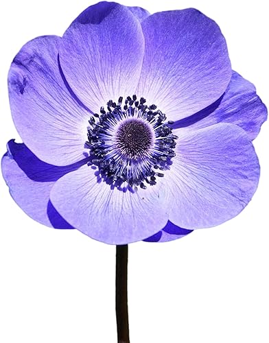 Miniatura 1 de Easy to Grow Bulbos de plantas de anémona italiana 'Mistral Plus Bianco Centro Nero' (paquete de 10) - Floración blanca en jardines de primavera