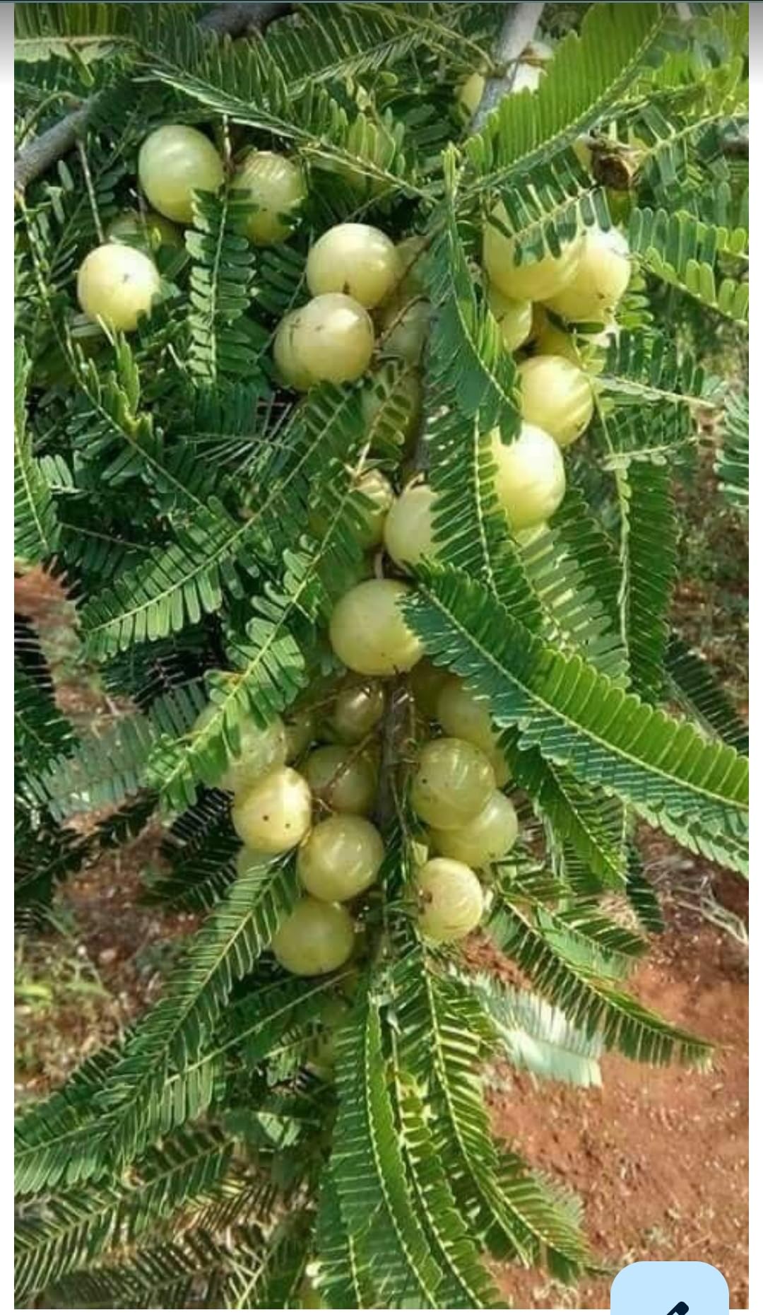 Greenery Nursery Amla Indian Gooseberry Plant Live Plants & Tree(2-2.5 Ft Size) (B0CJNGGJK4) Amazon Price History, Amazon Price Tracker
