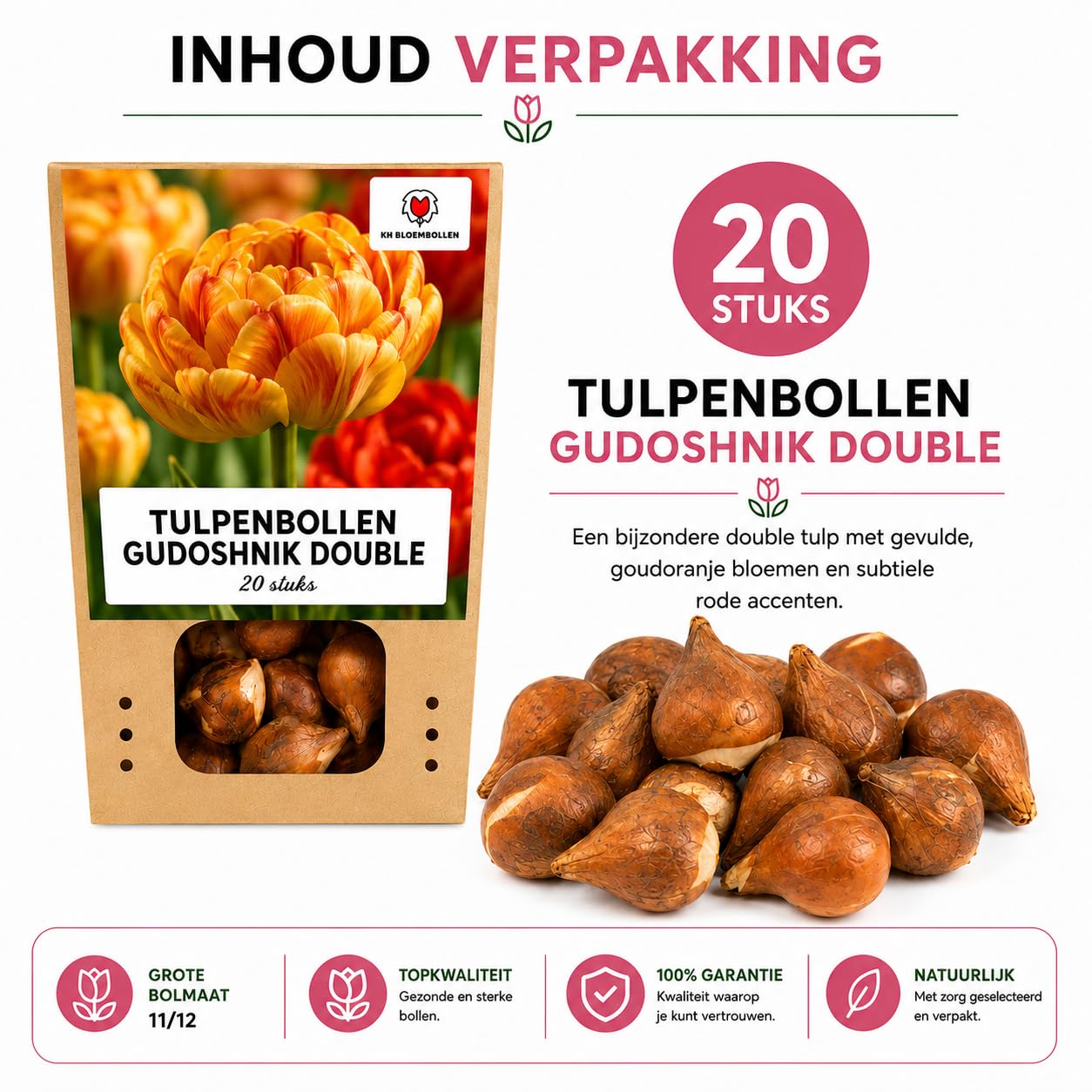 Bulbos Tulipán Gudoshnik Double, para Jardín, Multicolor, Set de 20 Bulbos