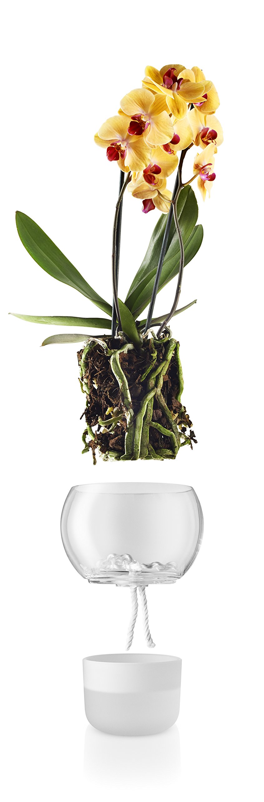 Eva Solo Vaso per orchidee, con sistema di irrigazione automatico, in vetro/nylon, Ø 15 cm