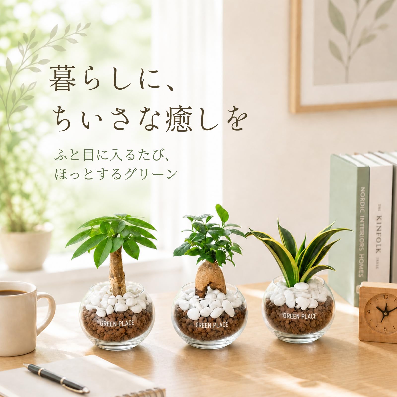 Amazon｜GREEN PLACE サンスベリア 観葉植物 本物 卓上 ミニ ギフト