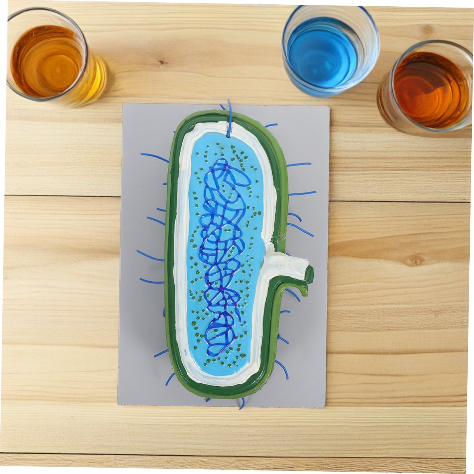 Zellstrukturmodell für Biologieunterricht Anatomisches Modell mit Organellen Kernmodell für Schüler Unterrichtsmodell aus Langlebigen Materialien