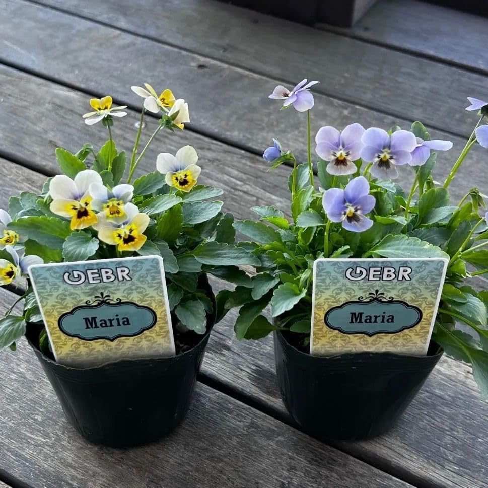 金鯱 サボテン キンシャチ 8号 ロックガーデン 逸品 観葉植物 エキノ