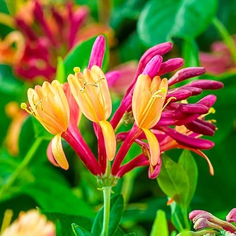 CHUXAY GARDEN 200 Seeds Lonicera Heckrottii 'Gold Flame', Honeysuckle,Gold Flame Honeysuckle,Coral Honeysuckle...