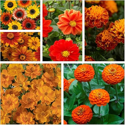 Outsidepride Mezcla de semillas de flores silvestres de naranja - 5000 semillas