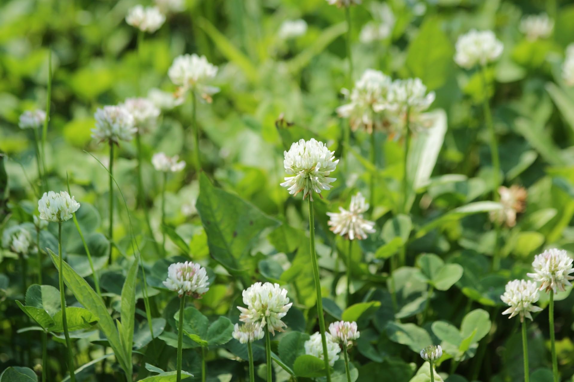 Weißklee 10 kg Kriechklee Saatgut Weissklee Trifolium repens Weiß-Klee