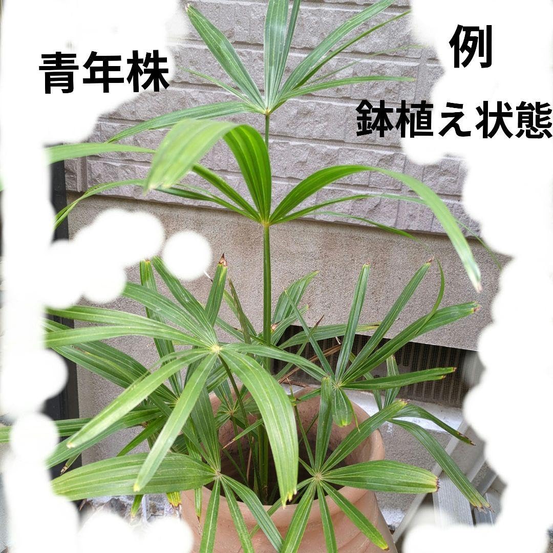 シュロの木抜き苗　サイズL 2L 3L宅急便発送 Amazon.co.jp: 【ポット発送】 シュロの苗木 : DIY・工具・ガーデン