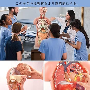 Amazon.co.jp: 人体模型 [全11パーツ 45㎝] ユニセックスモデル