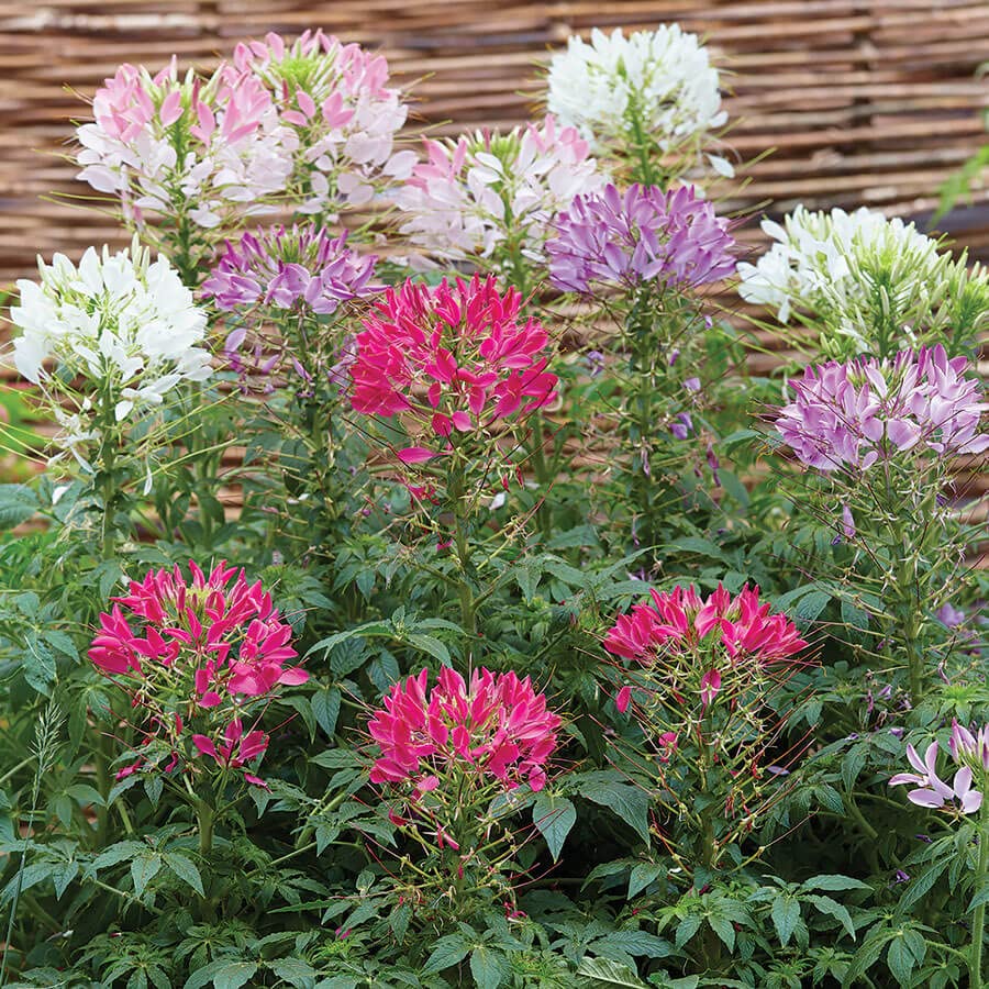 Cleome- Mixed Colors- 100 Seeds by OrginBud