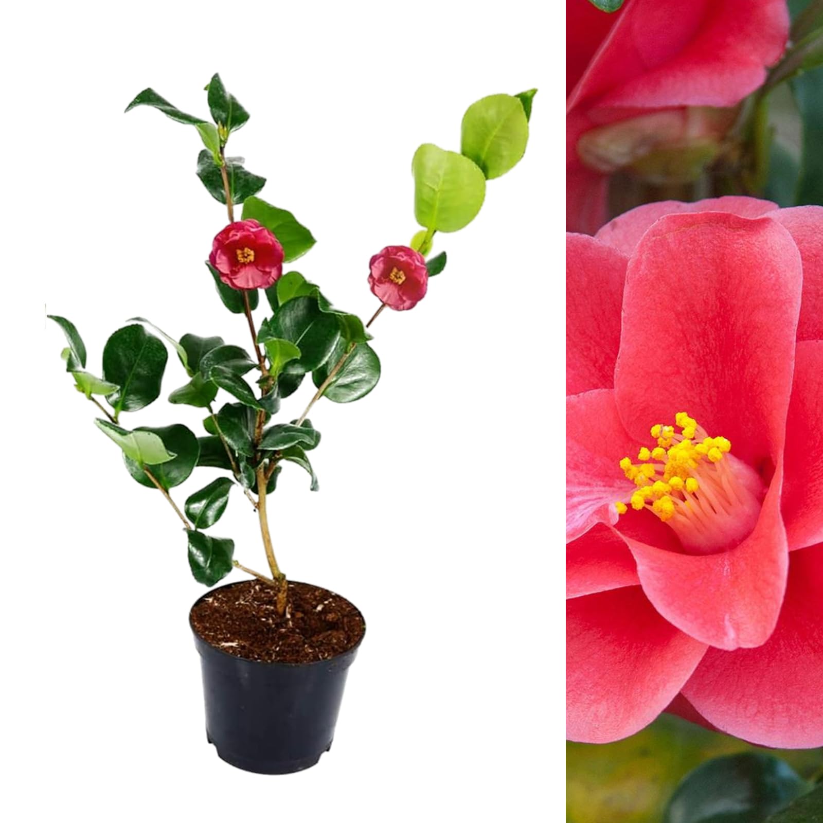 Carbeth Plants – Pink Camellia Mary Williams Reticulata Plant in 9cm Pot