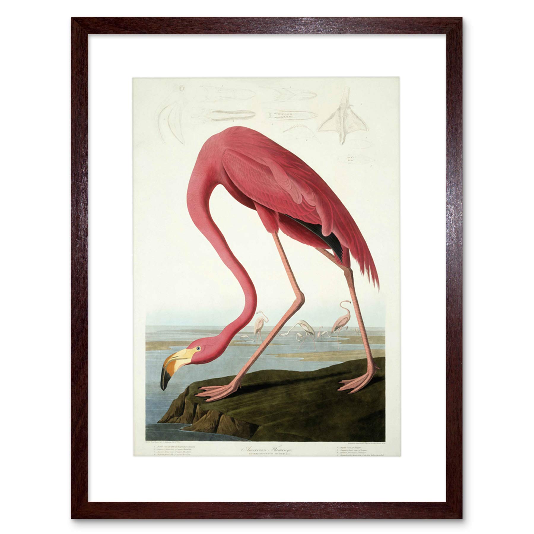 Wee Blue Coo Painting Nature Audubon American Flamingo Picture Framed Wall Art Print