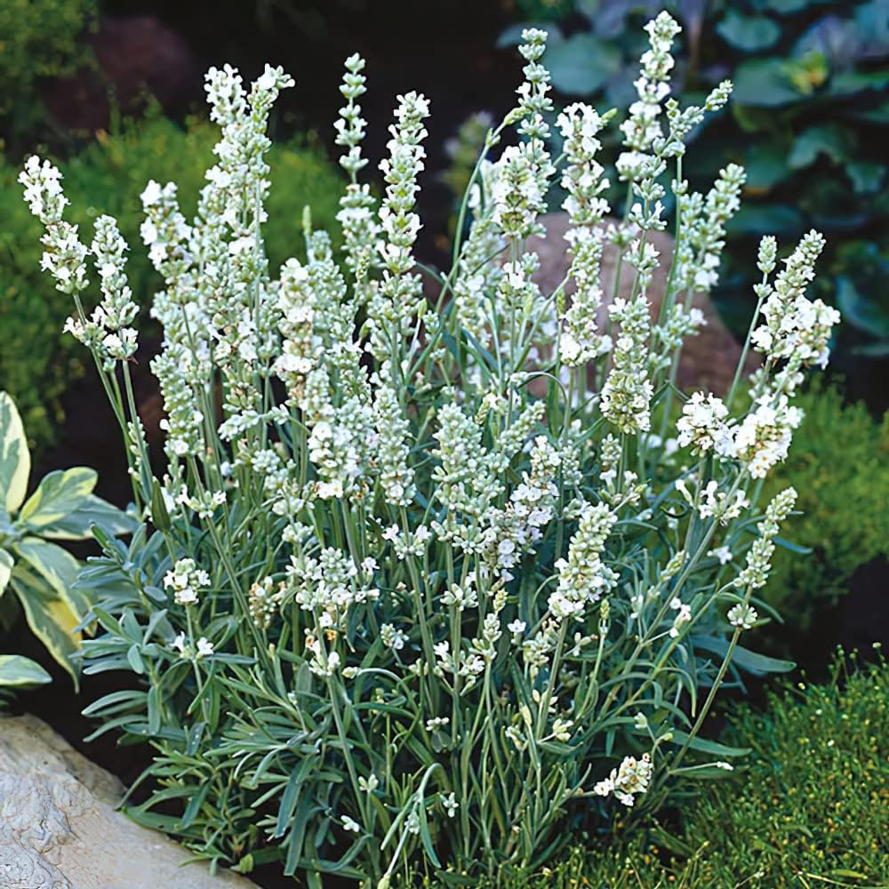 Lavender Plug Plants. 'Ellagance Snow'. Medium Plug Plants x 4. White Flowers. Plants for Pollinators. Available from Bedwen Plants.