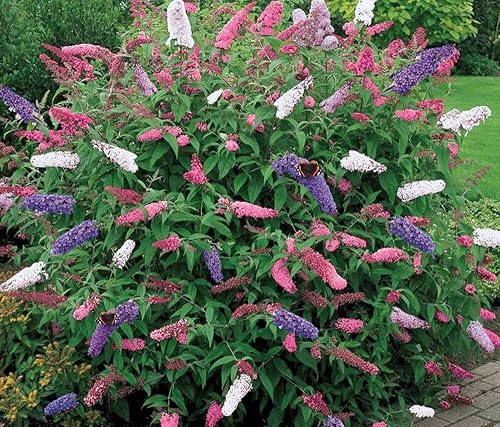 Miniatura 4 de Semillas Mariposa Arbusto Mezcla Buddleja Davidii Flores Perennes 1000 Semillas