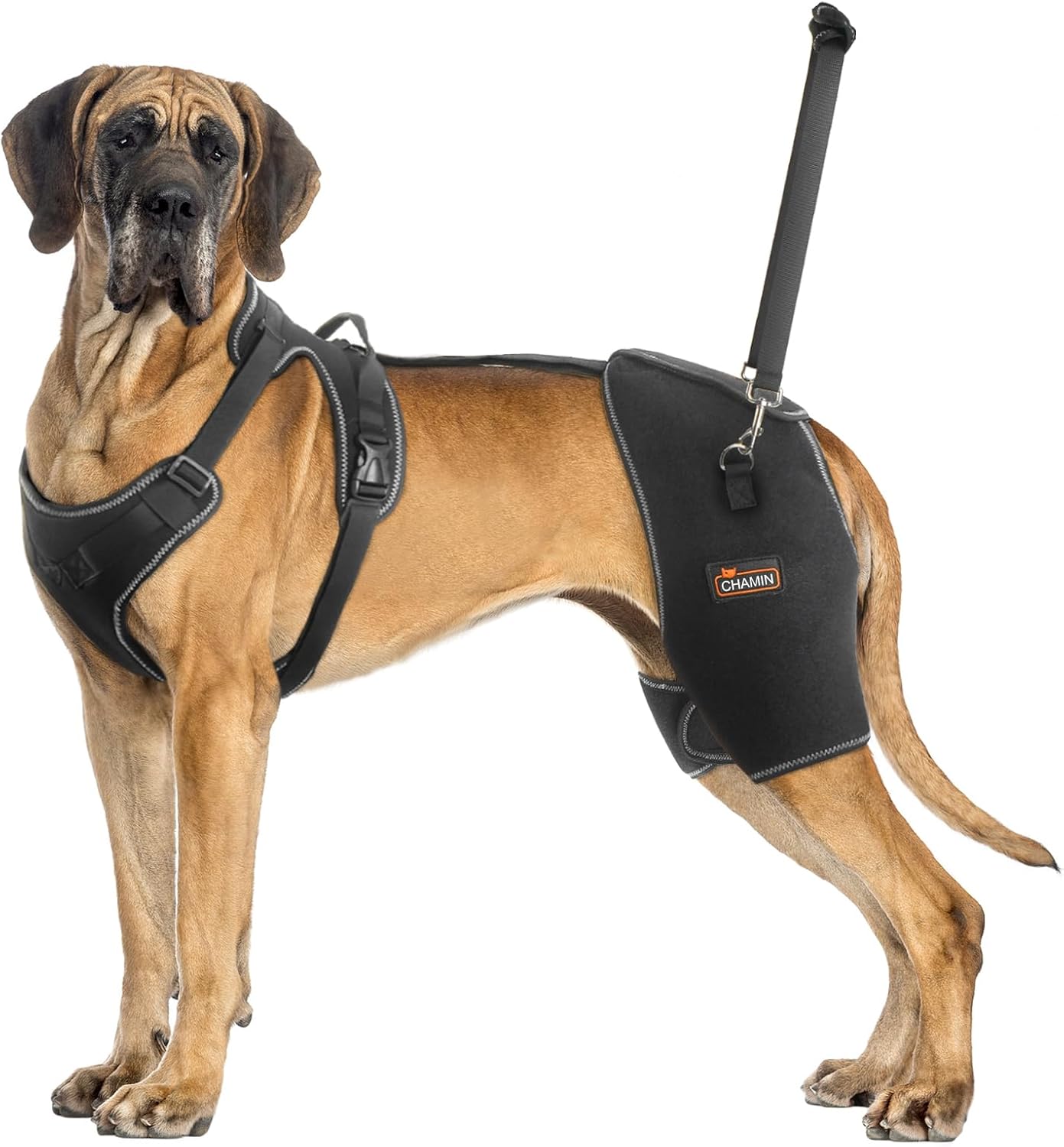 CHAMIN Dog Hip Brace with Back Handheld Design, Support for Hip Dysplasia, Arthritis, Back Leg limping, Reduce Hip Pain & Accelerated Recovery After Surgery etc(Extra Extra Large)