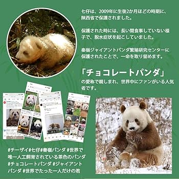 【入手困難】パンダ ぬいぐるみ リアル 本物 そっくり Amazon.co.jp: Chongker 重み付きパンダぬいぐるみ