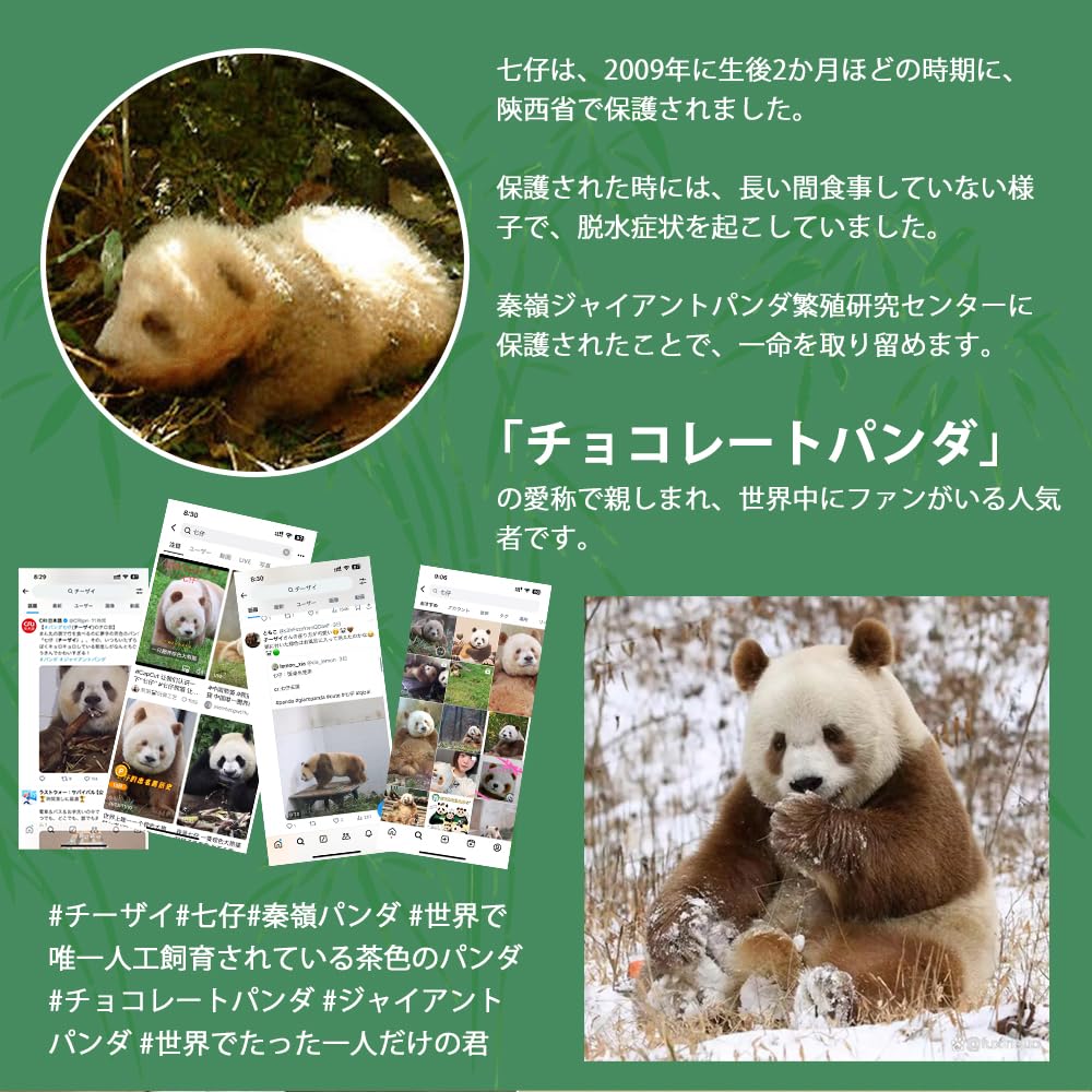 ★メーカー正規品★約50ｃｍ 人気の茶色いパンダ 七仔チーザイ 抱きぐるみ Amazon.co.jp: 世界唯一のチョコレート色パンダ 七仔 チーザイ パンダ
