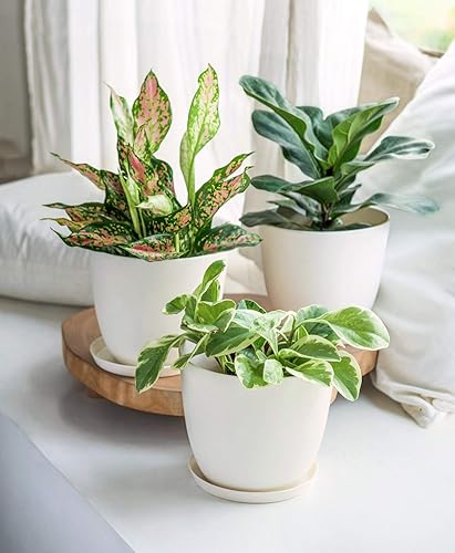 Miniatura 4 de Mkono - Juego de 5 maceteros de plástico para interiores, decorativos y modernos para jardinería con orificio de drenaje y bandeja para todas las