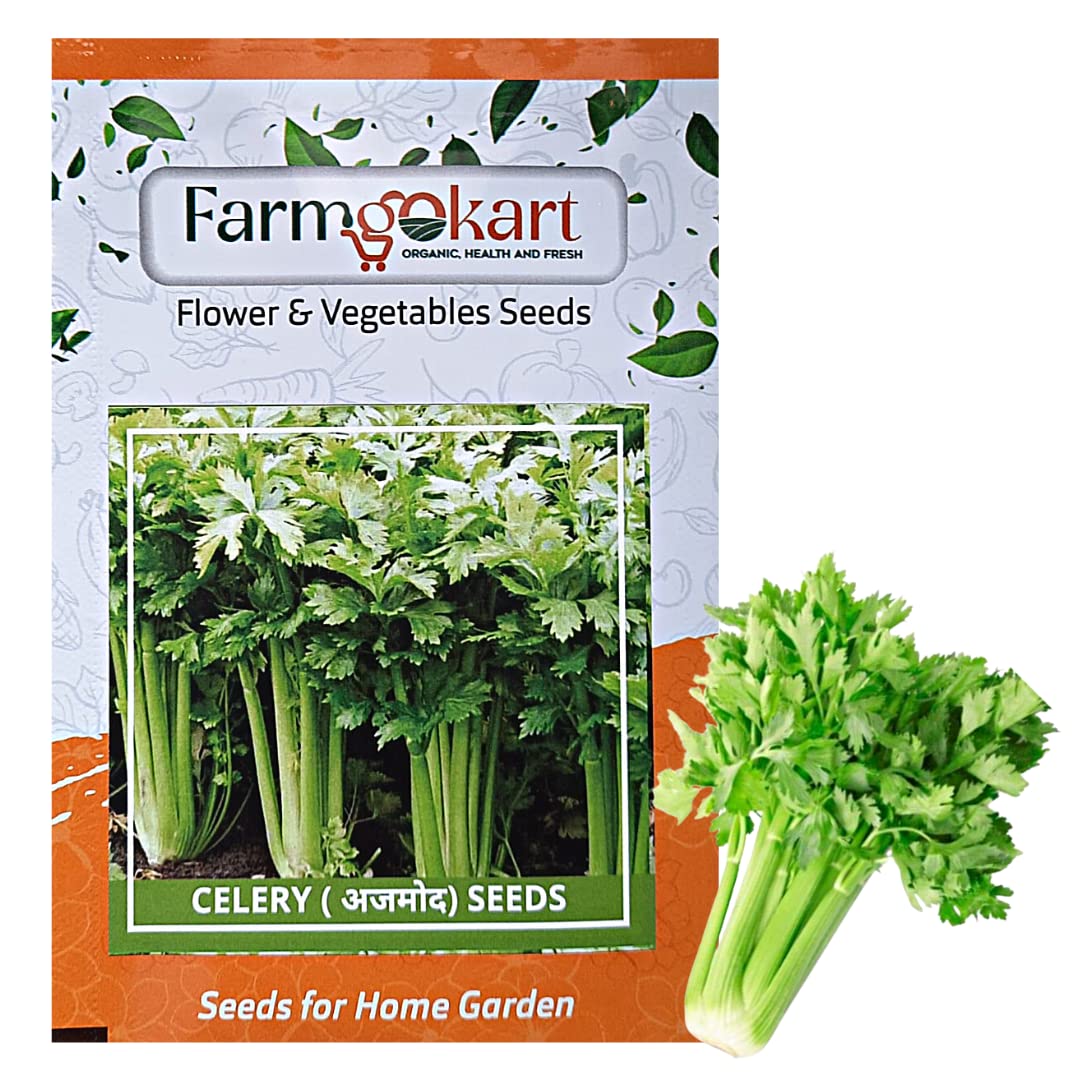 Farmgokart |Pack of 1000 Nos | CELERY SEED | Best Suitable For Terrace And Home Gardening |Quality Herb Seeds Pouch| (B09Q8GYR6X) Amazon Price History, Amazon Price Tracker