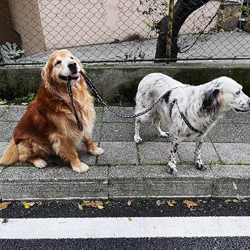 Patisil Evcil Hayvan Tüy ve Pati Temizleme Mendili, Köpek ve Kedi İçin Hijyenik Temizlik Mendilleri (400)