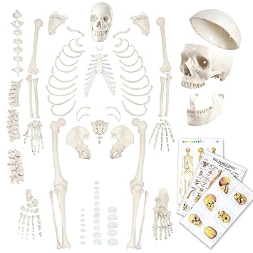 Human Skeleton, Full Anatomical Model, Life Size Skeleton Disarticulated Model with Poster, Skull, Bones, Articulated Hand & Foot, for Anatomy Art Halloween Decor