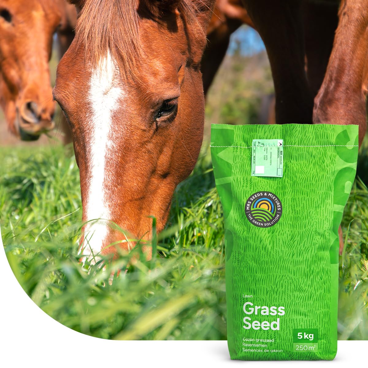 Grassamen Pferdeweide - Low fructan mix | 2 Kilo - 200 m | Sehr niedriger  Fruktangehalt | Ideal fr Pferde & Alpakas | Weidegras fr Beweidung, Heu-  und Silageproduktion | MRS Seeds : Amazon.de: Garten