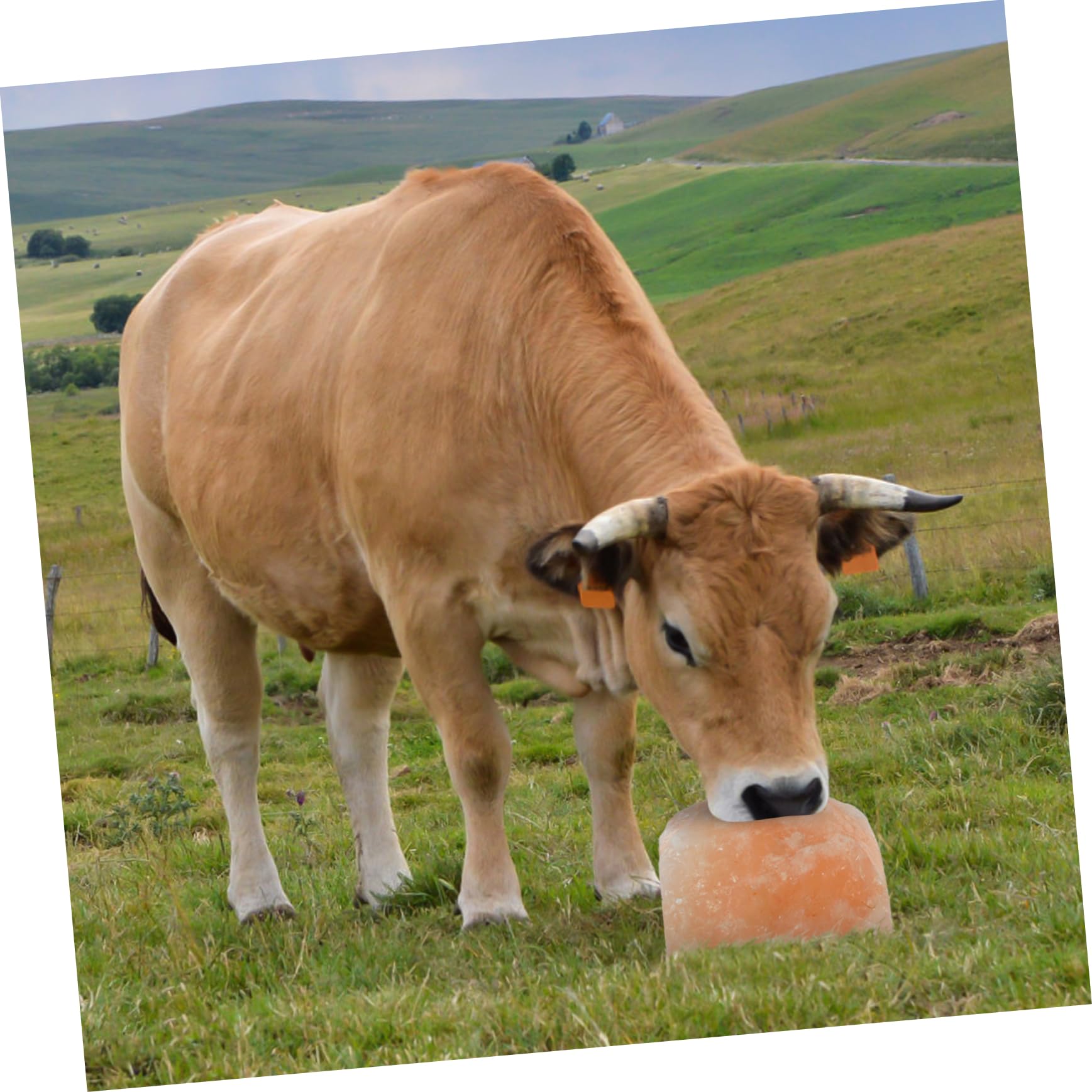 DOITOOL Bloque Mineral Para Ganado Bloques Naturales Para Lamer Colgante Suministro De Granja Para Caballos Vacas Ovejas