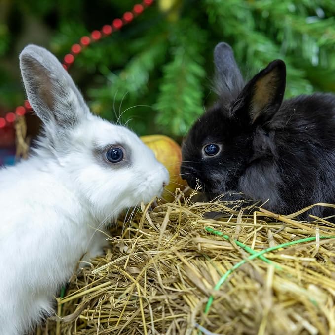 Mezcla de forraje alfalfa y hierba de huerto para pequeños animales miniatura 3