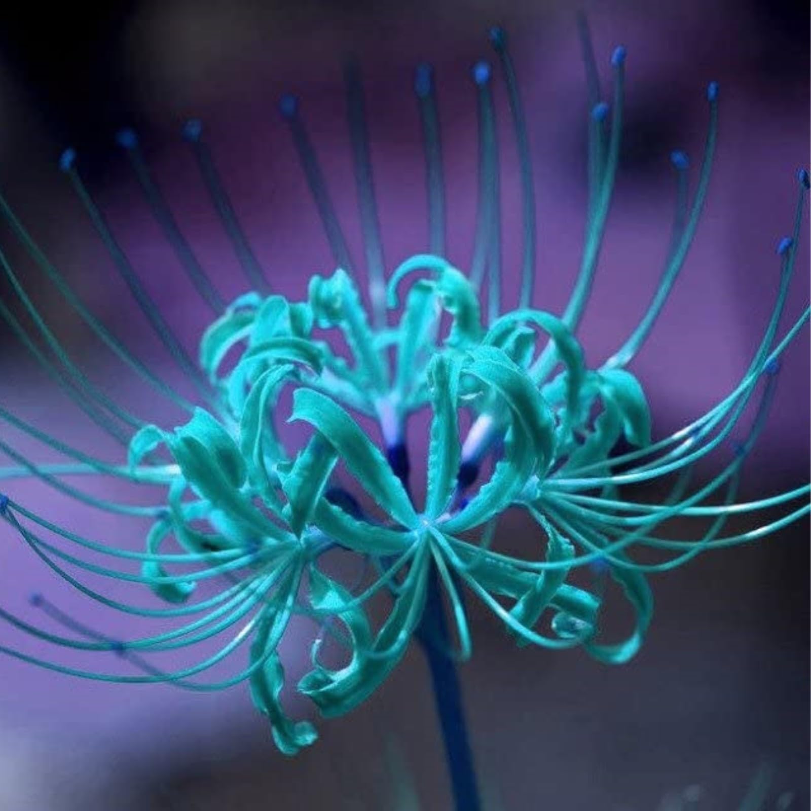 Iridescent,Perennial,Hardy,Gorgeous Spider Lily Bulbs Mix UK,Good for Containers,Flowering Rhizome,Excellent Display,Balcony Garden Bulbs.-8bulbs-F