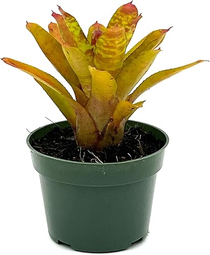 Plantas vivas Bromelia Neoregelia Clementine, maceta de 4-8 pulgadas en 4 pulgadas 1 unidad Llegada viva garantizada Plantas de interior para