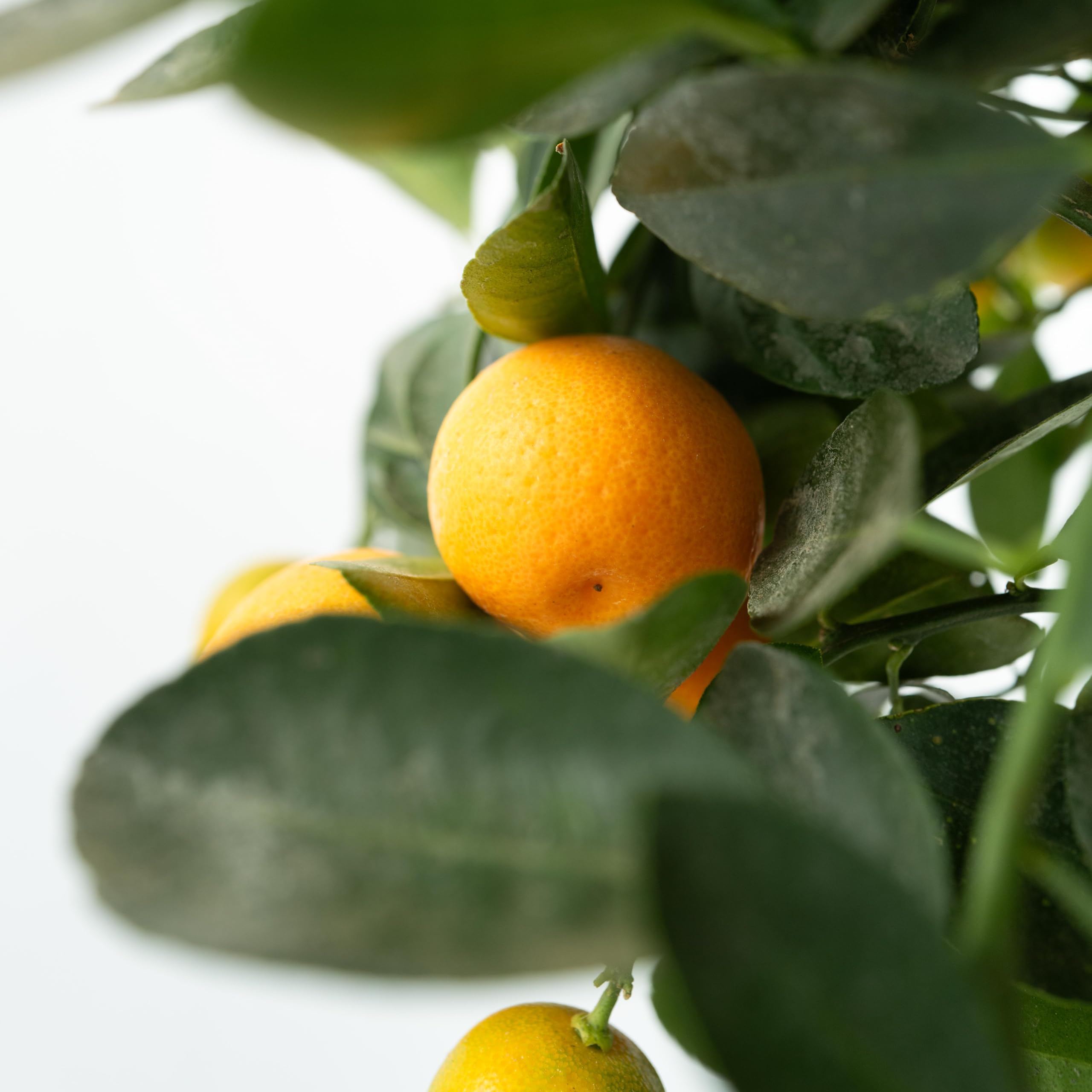 Plant in a Box - Citrus Calamondin - Kalamondyna - Drzewko cytrusowe - Doniczka 19cm - Wysokość 55-65cm
