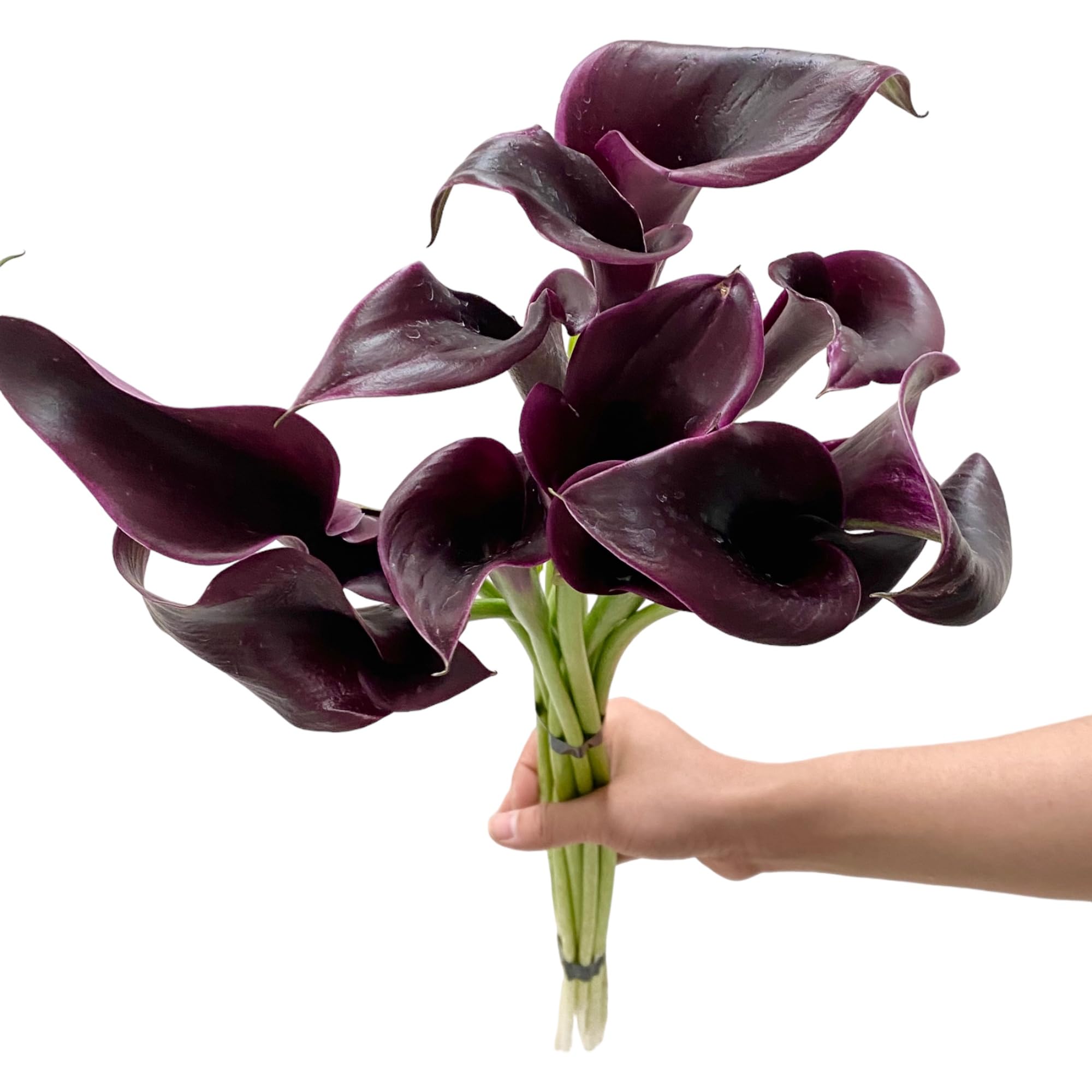 plage calla lily ジレ (black) Amazon.com : Next-day delivery 10 Calla Lilies Fresh Cut