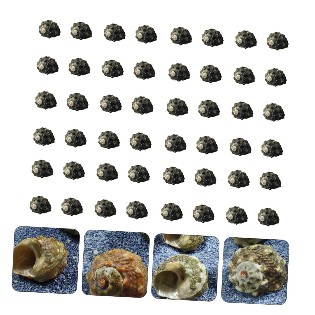 Cabilock 3 Set Tasca Del Pesce Vite Decorative Naturale Perline Di Conchiglie Accessori Ornamenti Oceanici Arredamento Paesaggio Piccolo Di Grandi Dimensioni Conchiglia 100 Pezzi * 3