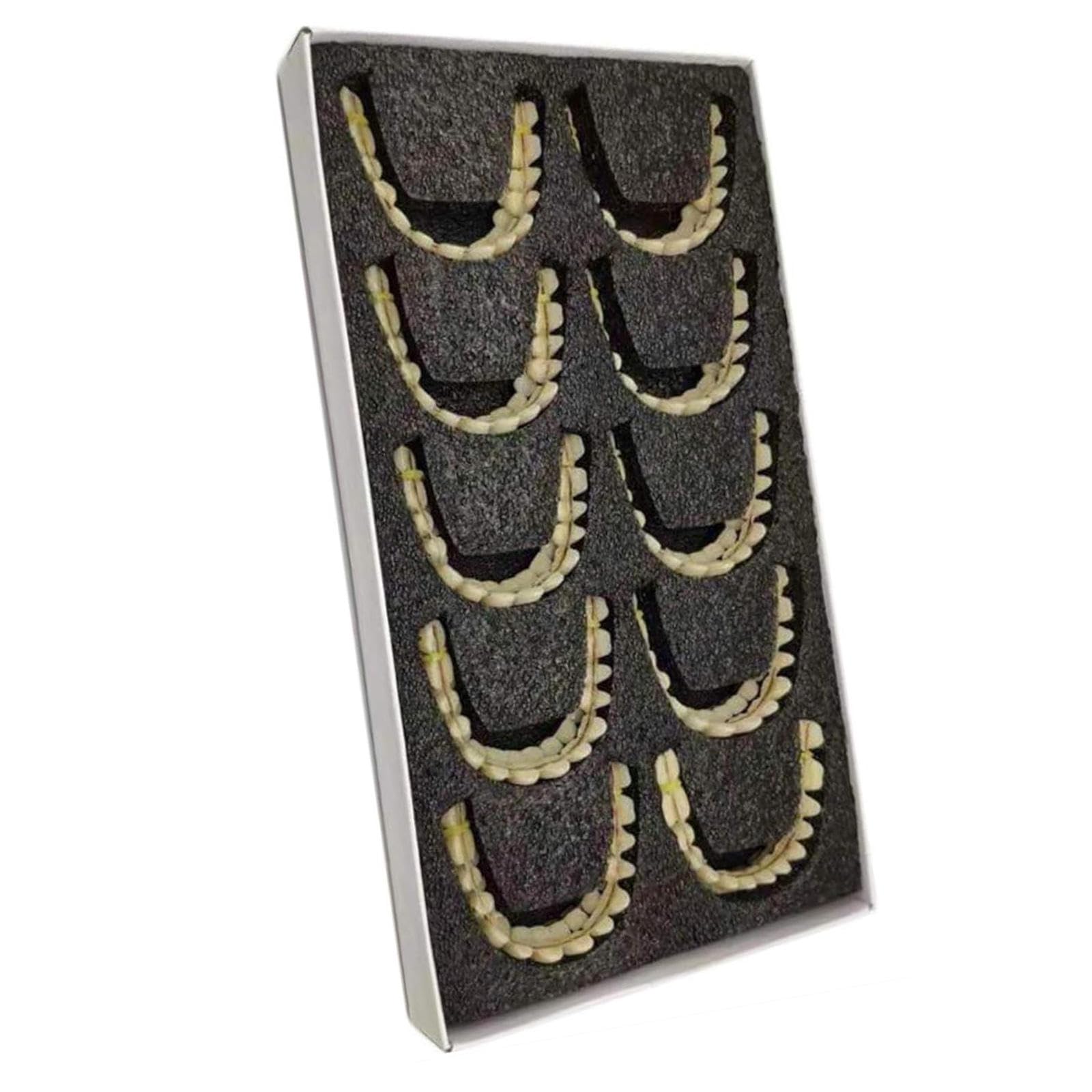 Modelo de Prótesis Dental de 10 Pares, Modelo de Anatomía Dental de Resina Sintética para Enseñanza de Exhibición de Estudio, Suministros de Laboratorio, Materiales Dentales