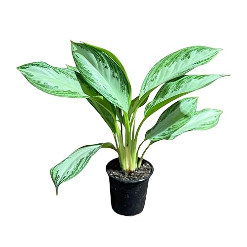 PLANTVERS Aglaonema Silver Bay in 4” Grow Pot | Variegated