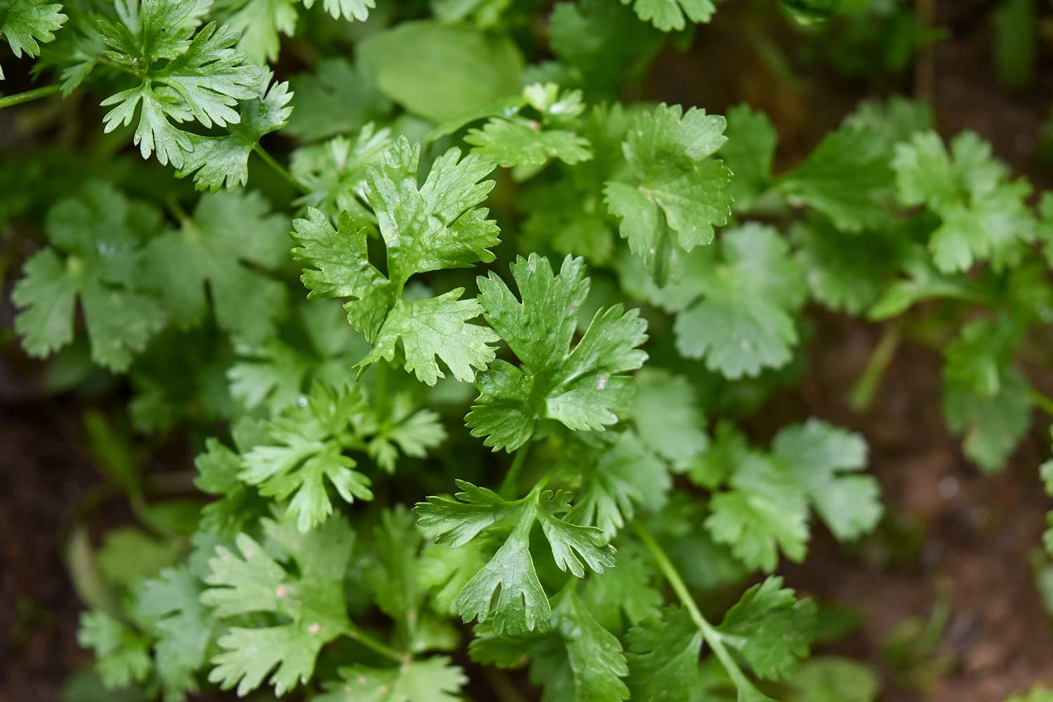 Lot de 200 Graines de Coriandre Cultivée - Plante aromatique qui relève vos plats - Très facile à cultiver - Plante Annuelle - Grande Qualité Gustative - Semences Reproductibles