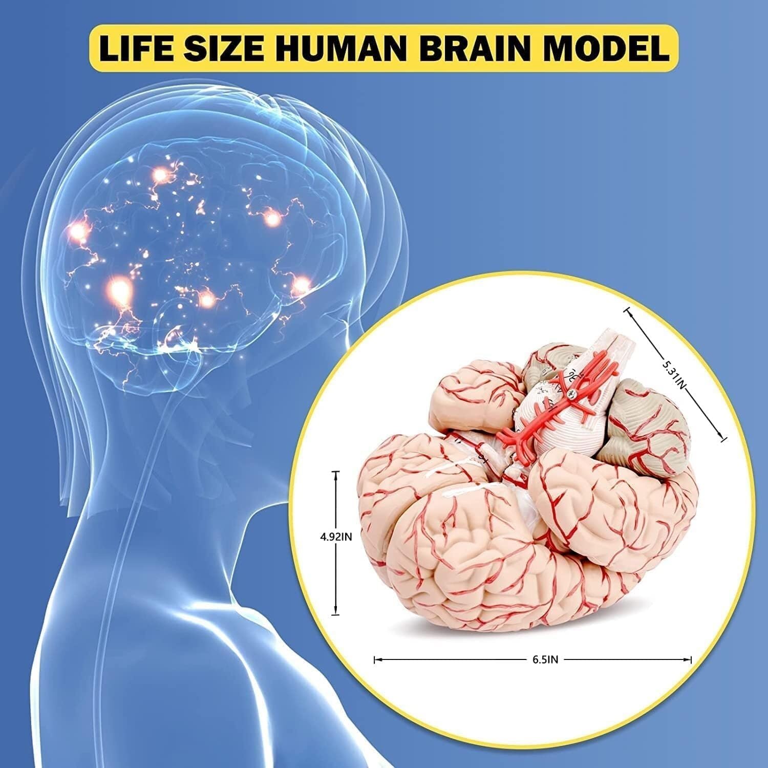 Life-Size Human Brain Anatomy Model, Anatomically Accurate Brain Model, for Science Class Teaching Medical Model